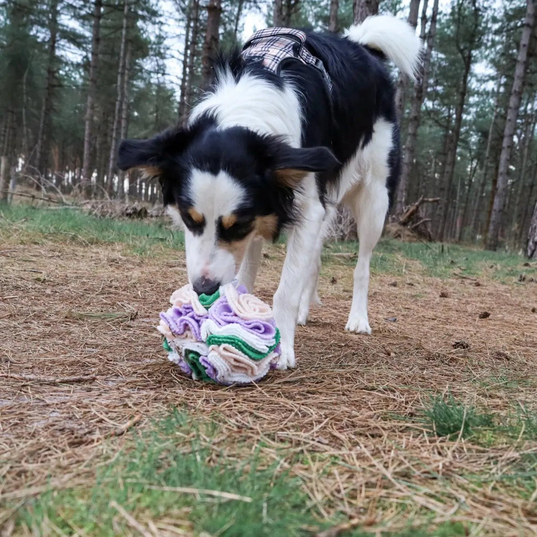 Hoe begin ik met hersenwerken met mijn hond?