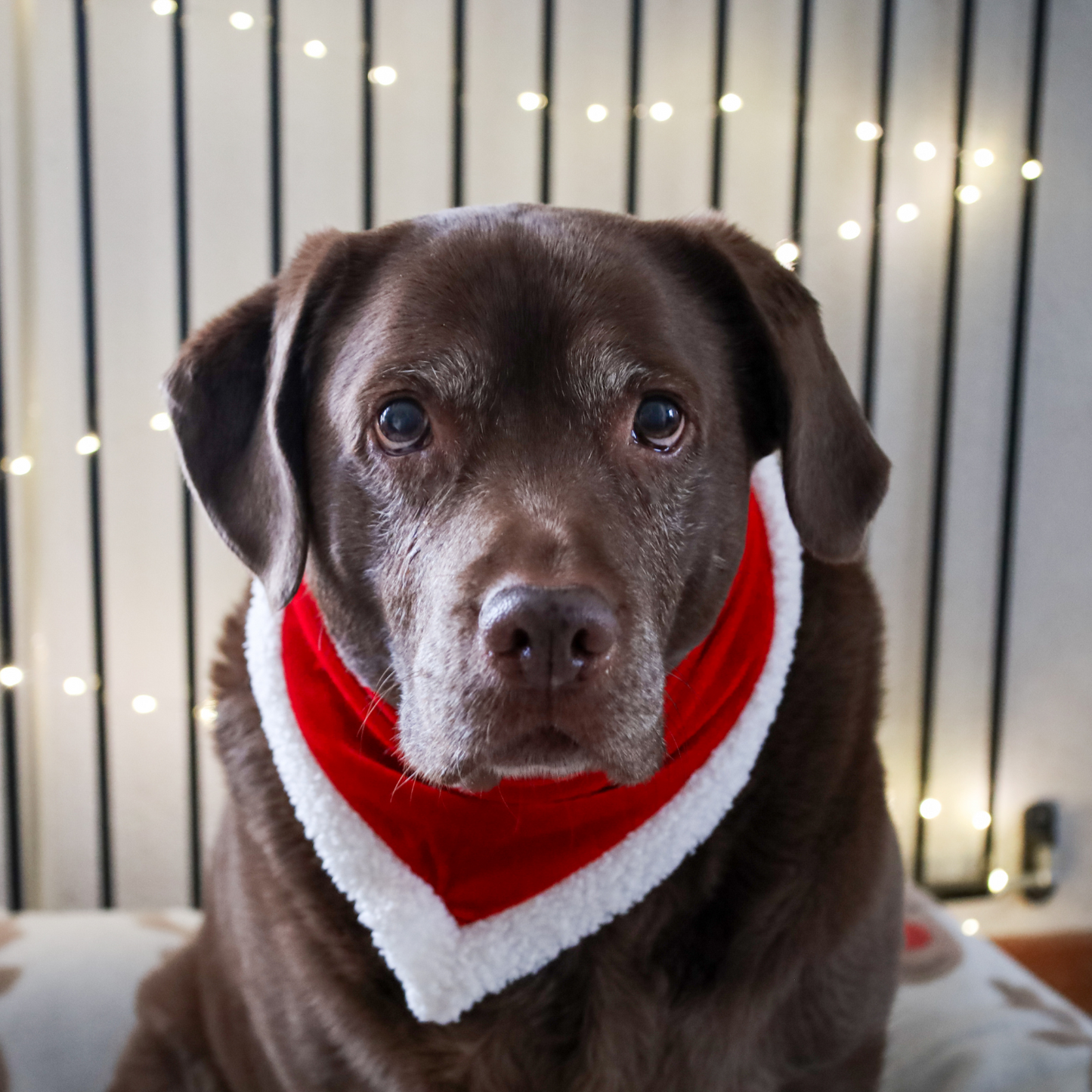 Christmas bandana - Trixie