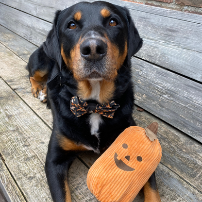 Jumbo Pumpkin - Zippy Paws