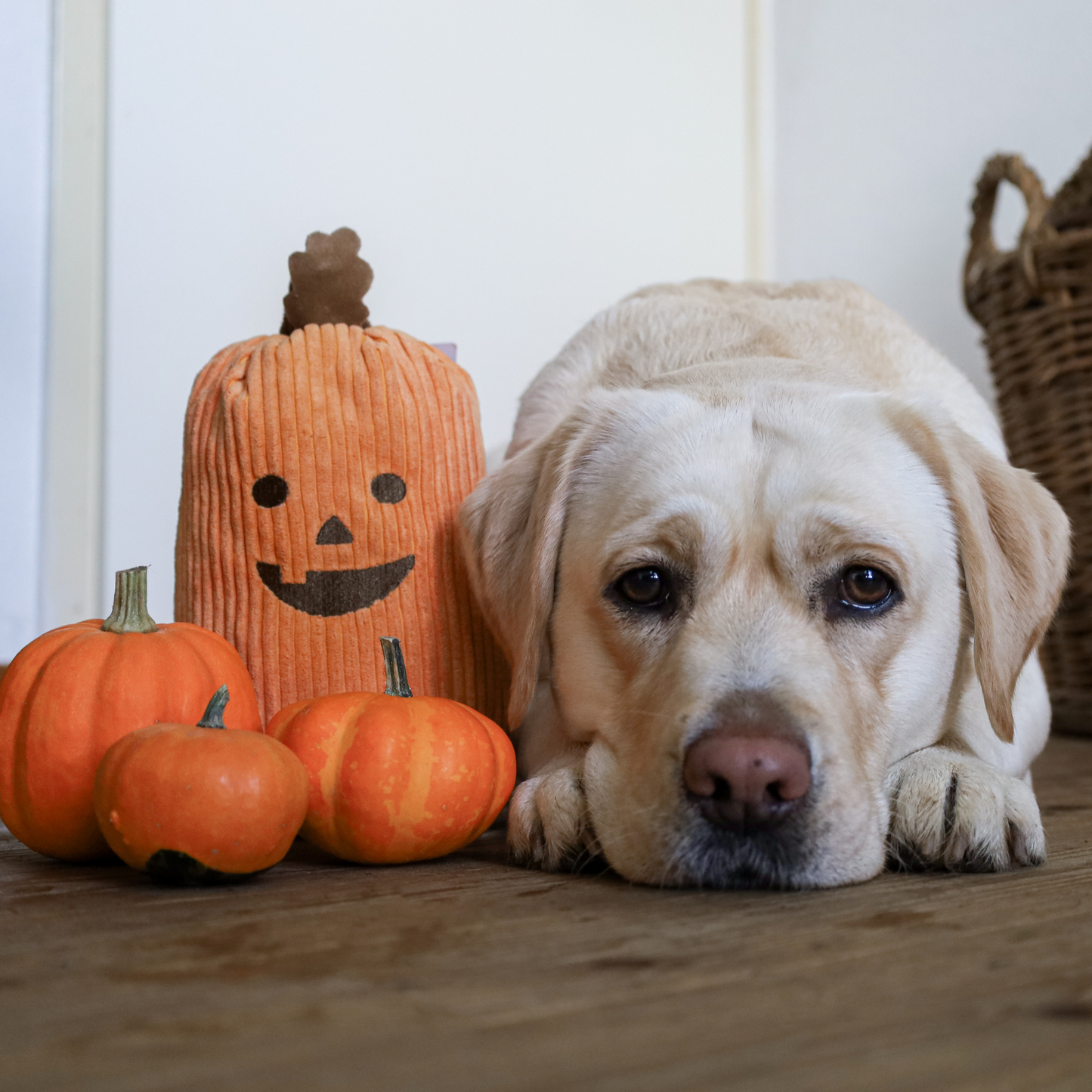 Jumbo Pumpkin - Zippy Paws