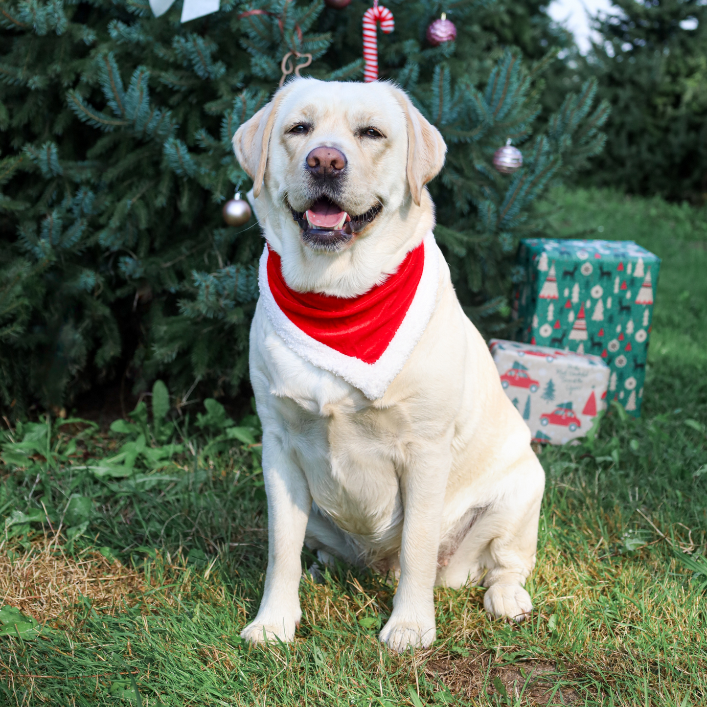 Christmas bandana - Trixie