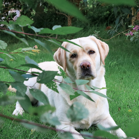 Brievenbus verrassing - brievenbus cadeautje voor je hond, Hondensnacks, Verrassingpakket, Verrassingpakket voor je hond - By Marley