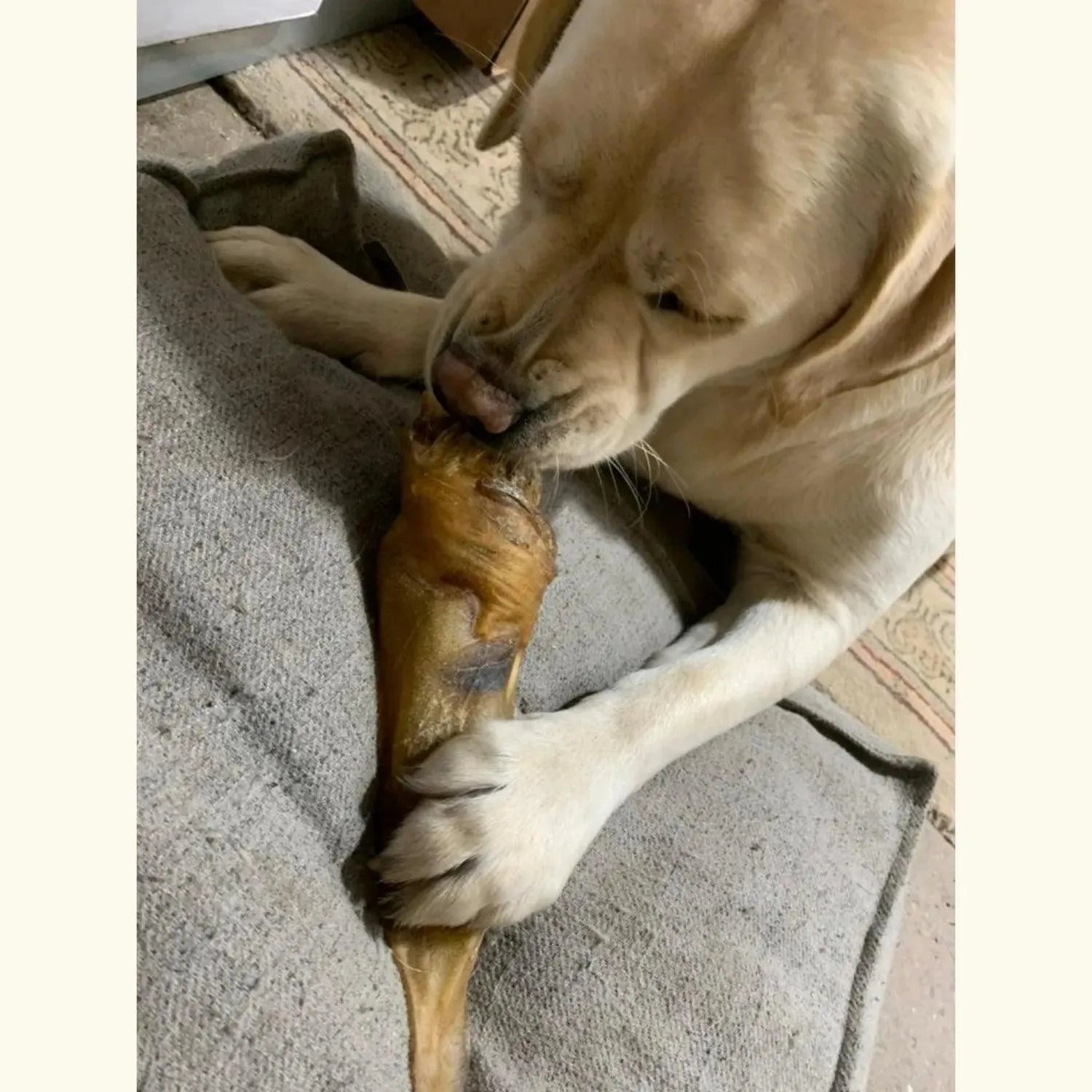 Buffeloren - by marley,Hondensnacks,lang,natuurlijk,Natuurlijke kauwsnack voor een puppy,Natuurlijke langdurige kauwsnack voor honden - By Marley