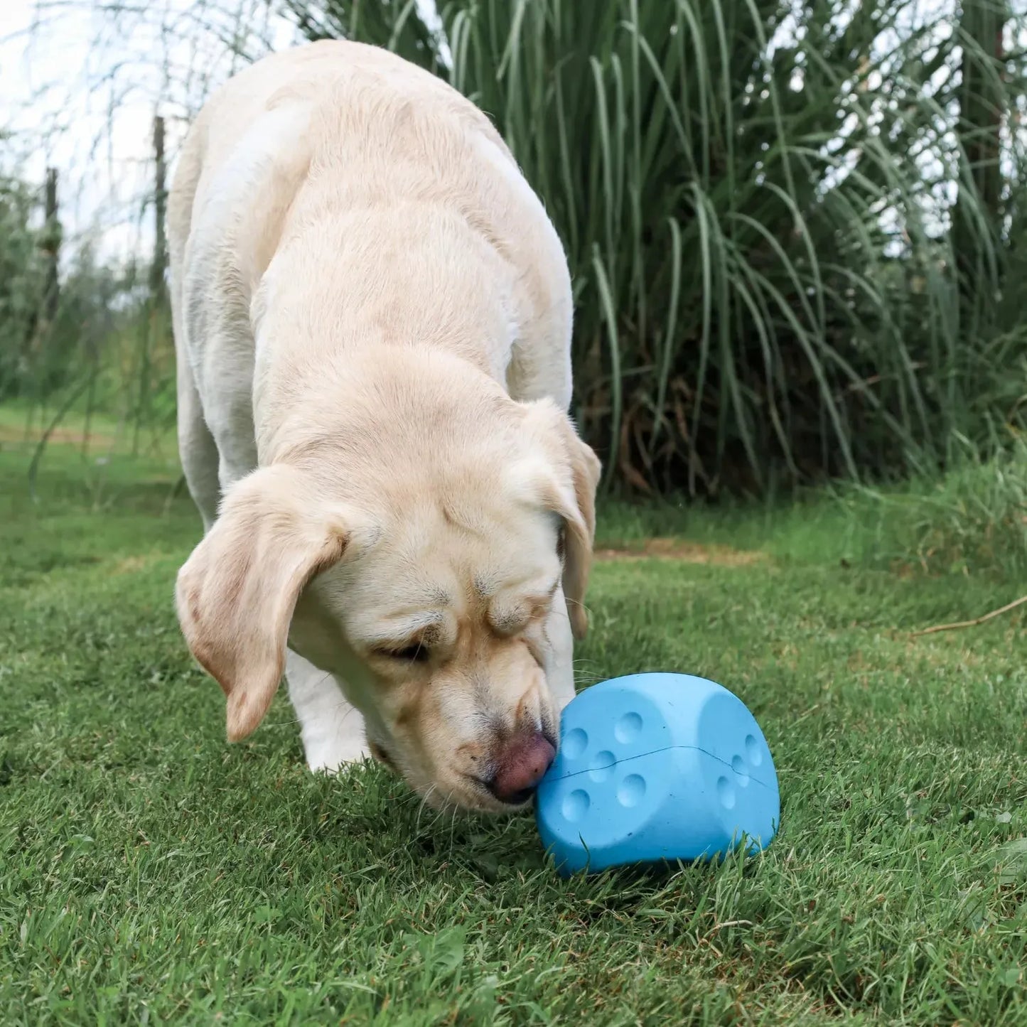 Dobbelsteen - Trixie - Enrichment speelgoed, Enrichment voor honden, hersenwerk, interactief, Interactief honden speelgoed, sterk, Sterk interactief speelgoed voor je hond, Trixie, verrijking speelgoed voor je hond, Verrijking voor je hond - By Marley