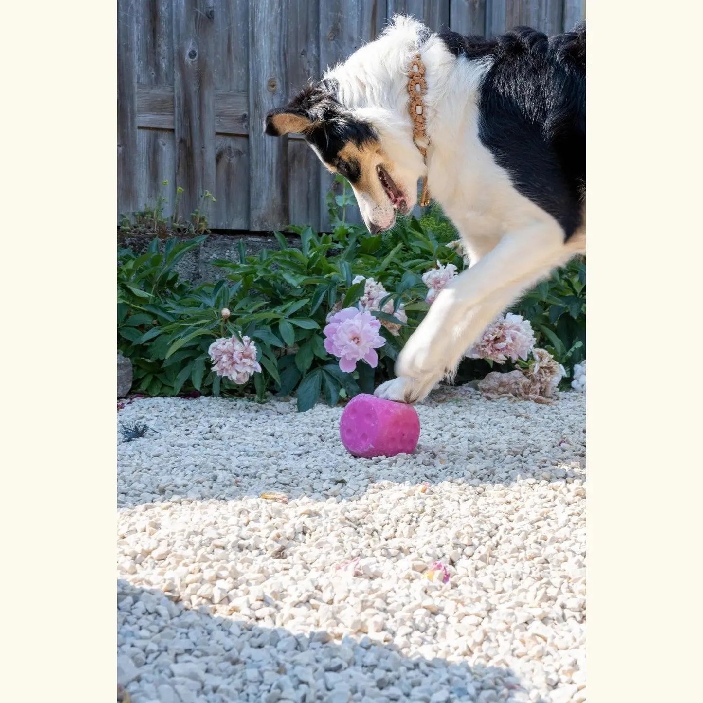 Dobbelsteen - Trixie - Enrichment speelgoed, Enrichment voor honden, hersenwerk, interactief, Interactief honden speelgoed, sterk, Sterk interactief speelgoed voor je hond, Trixie, verrijking speelgoed voor je hond, Verrijking voor je hond - By Marley