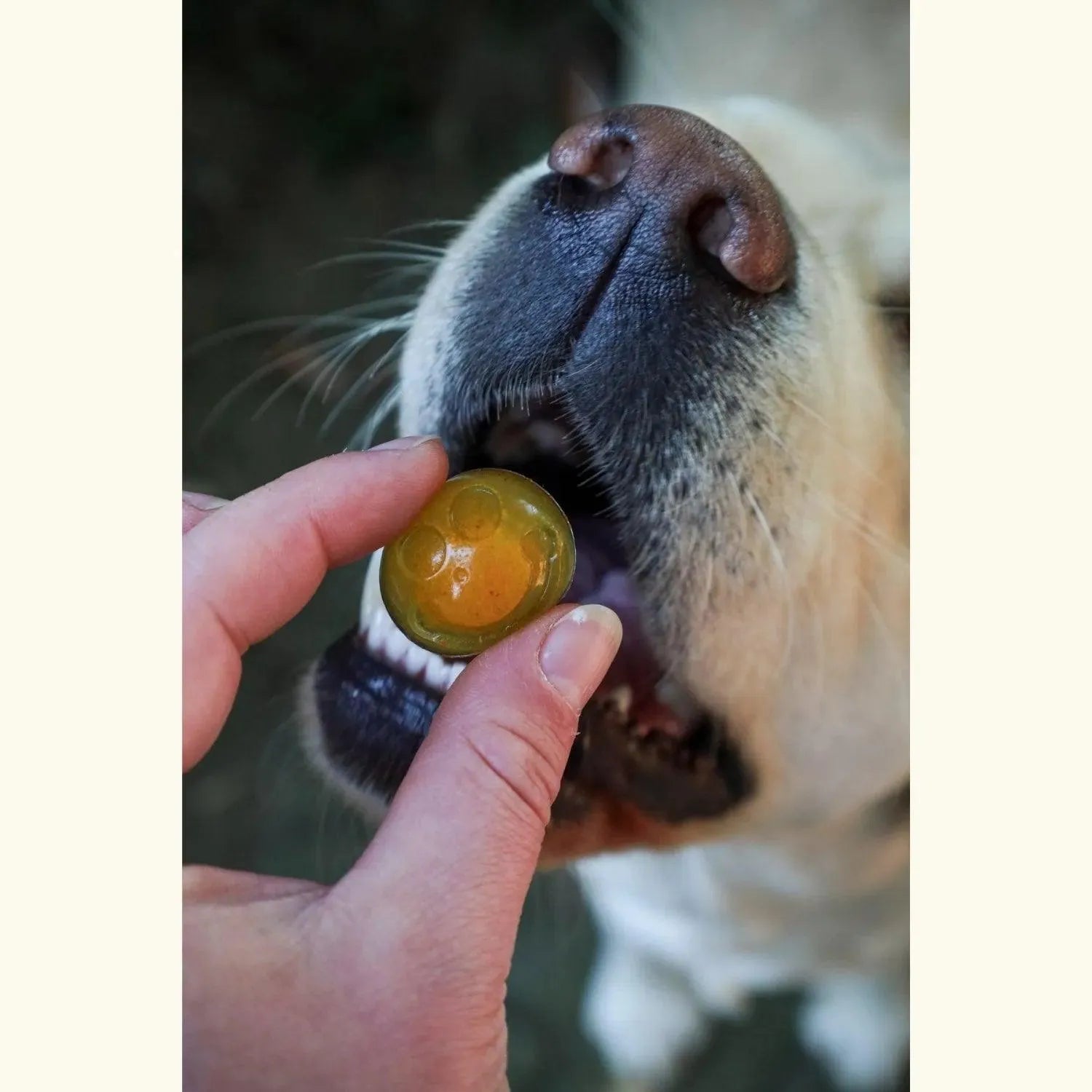 Doggy Jelly - Lulu's Kitchen - DIY topping voor de maaltijd van je hond, Enrichment voor beginners, Enrichment voor honden, Lulu's kitchen, Maaltijd topping voor je hond, topping, Verrijking voor honden, Voedselverrijking voor honden, voerverrijking, Vulling voor enrichment voor je hond, Vulling voor honden verrijking speelgoed - By Marley