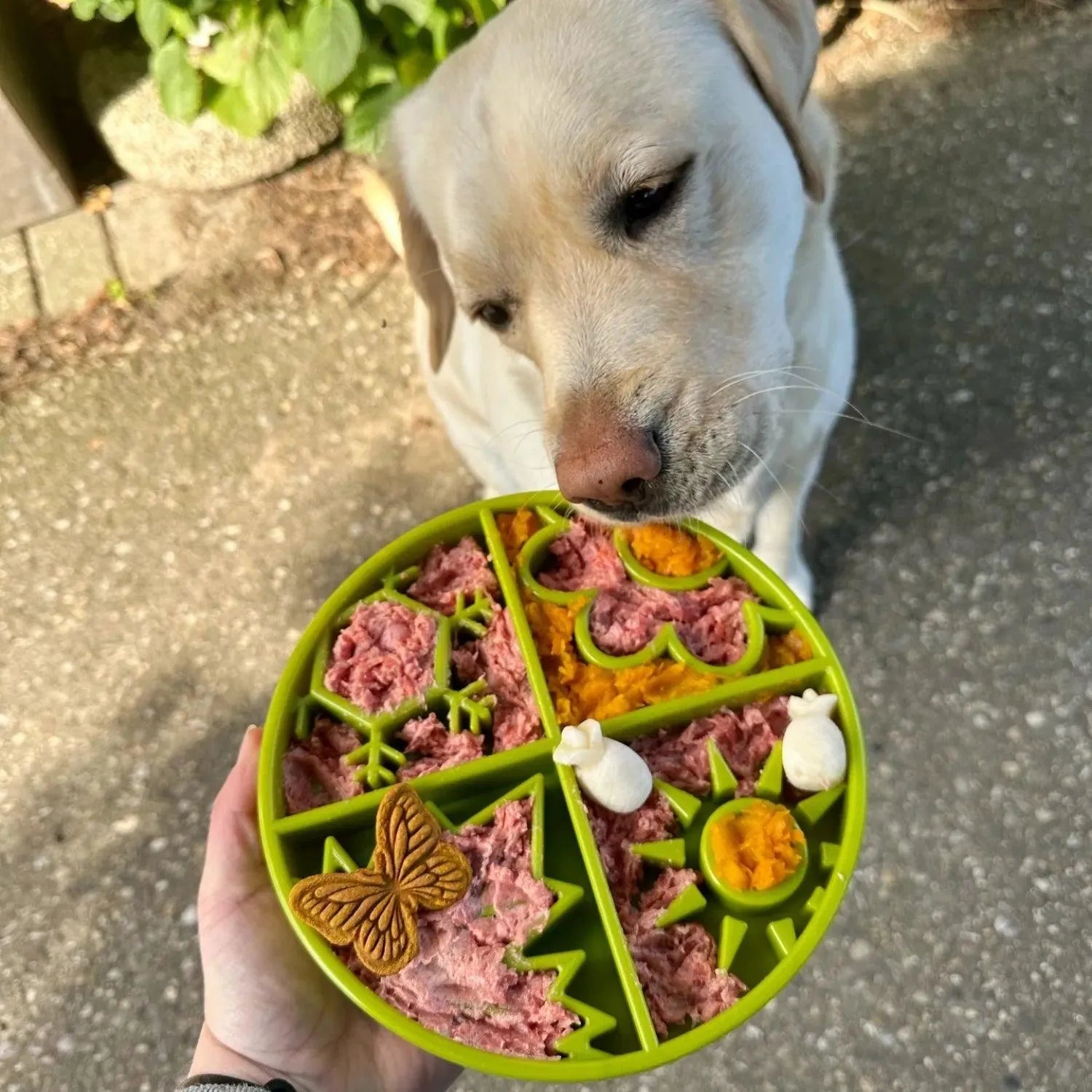 Ebowl Four Seasons - Sodapup - ebowl sodapup, Enrichment voor honden, Hoe laat ik mijn hond stoppen met schrokken?, je hond rustiger laten eten, slowfeeder, slowfeeder voor honden, Sodapup, Verrijking voor honden, Voedselverrijking voor honden, Voedselverrijking voor je hond - By Marley