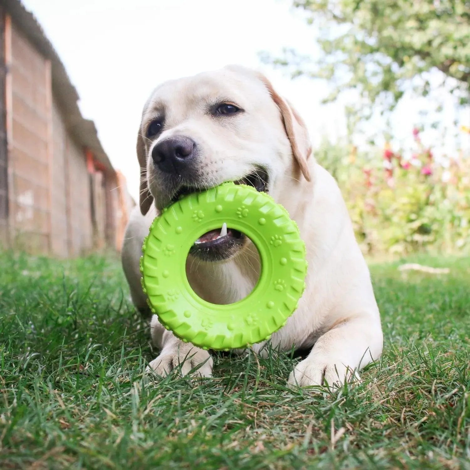 Grrrelli Tyre - Happy Pet - happy pet, Hondenspeelgoed geschikt voor slopers, sterk, Sterk speelgoed voor je hond - By Marley