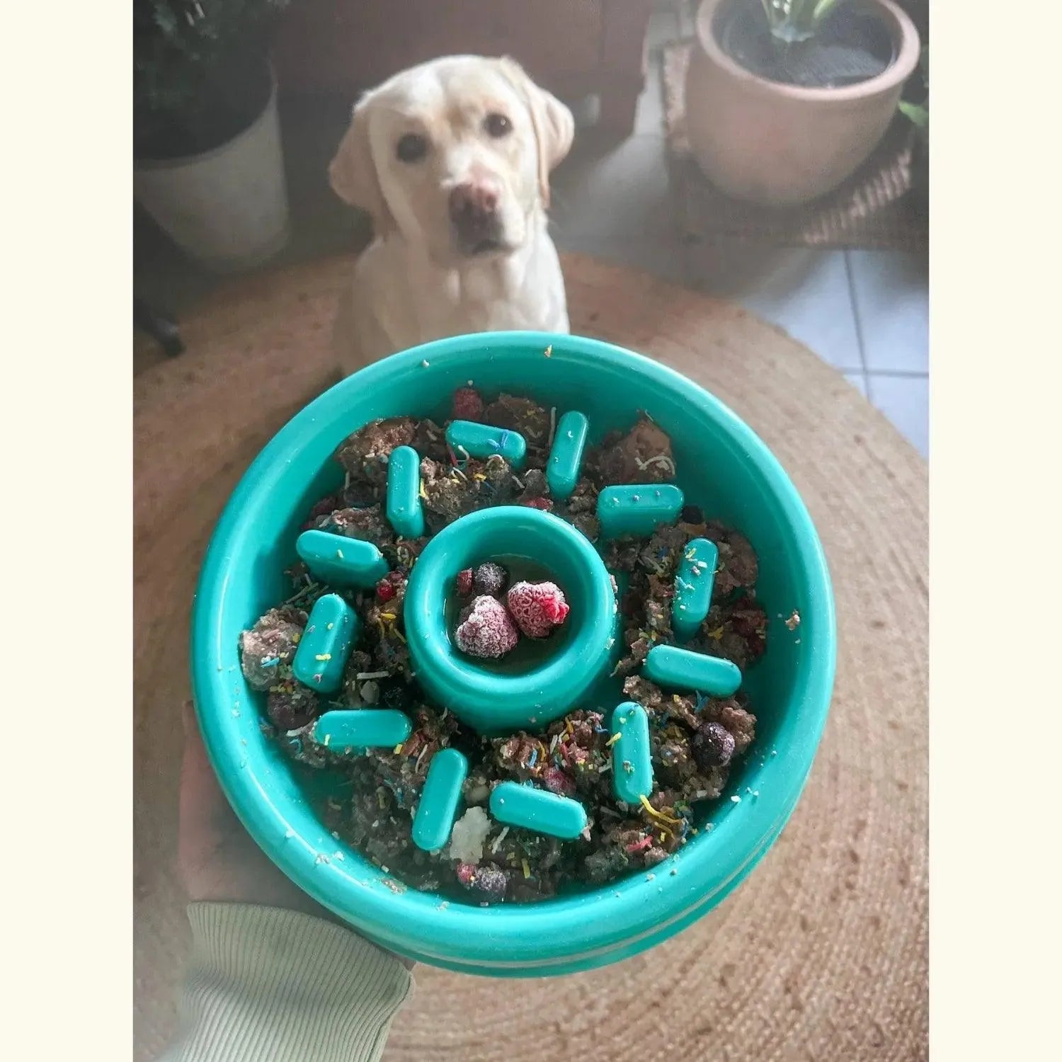 Happy donut bowl - Zippy Paws - Enrichment voor beginners, Enrichment voor honden, Hoe begin je met enrichment?, sale, slowfeeder, slowfeeder voor honden, slowfeeder voor je hond, Verrijking voor honden, Verrijking voor je hond, Voedselverrijking voor honden, Voerverrijking voor honden, zippy paws - By Marley