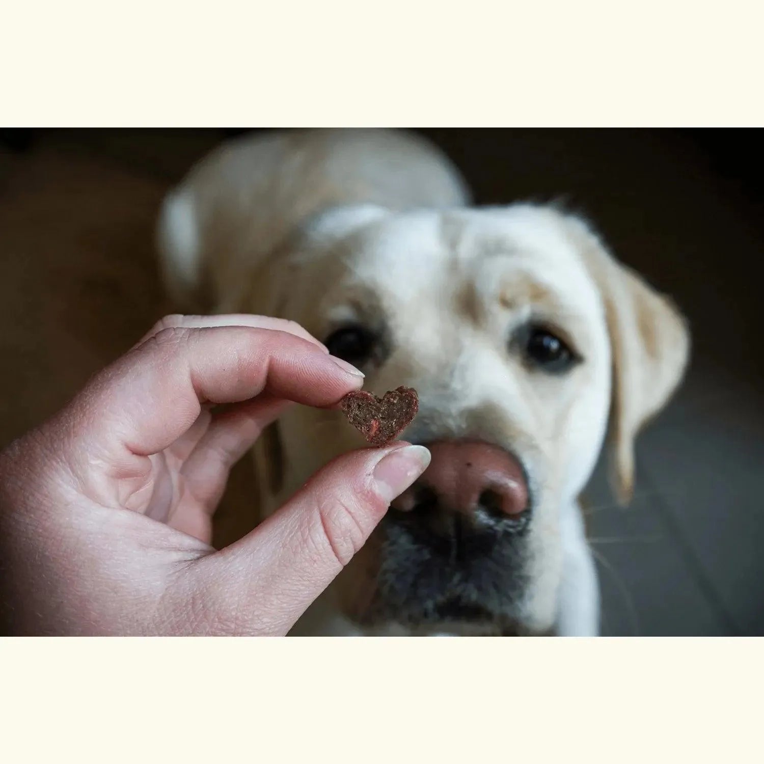 Hartjes met meelwormen - Trixie - beloning, Beloning snack voor je hond, Hondensnacks, Maaltijd topping voor je hond, Snack van insecten voor je hond, Trixie, Voedselverrijking voor honden, vulling - By Marley