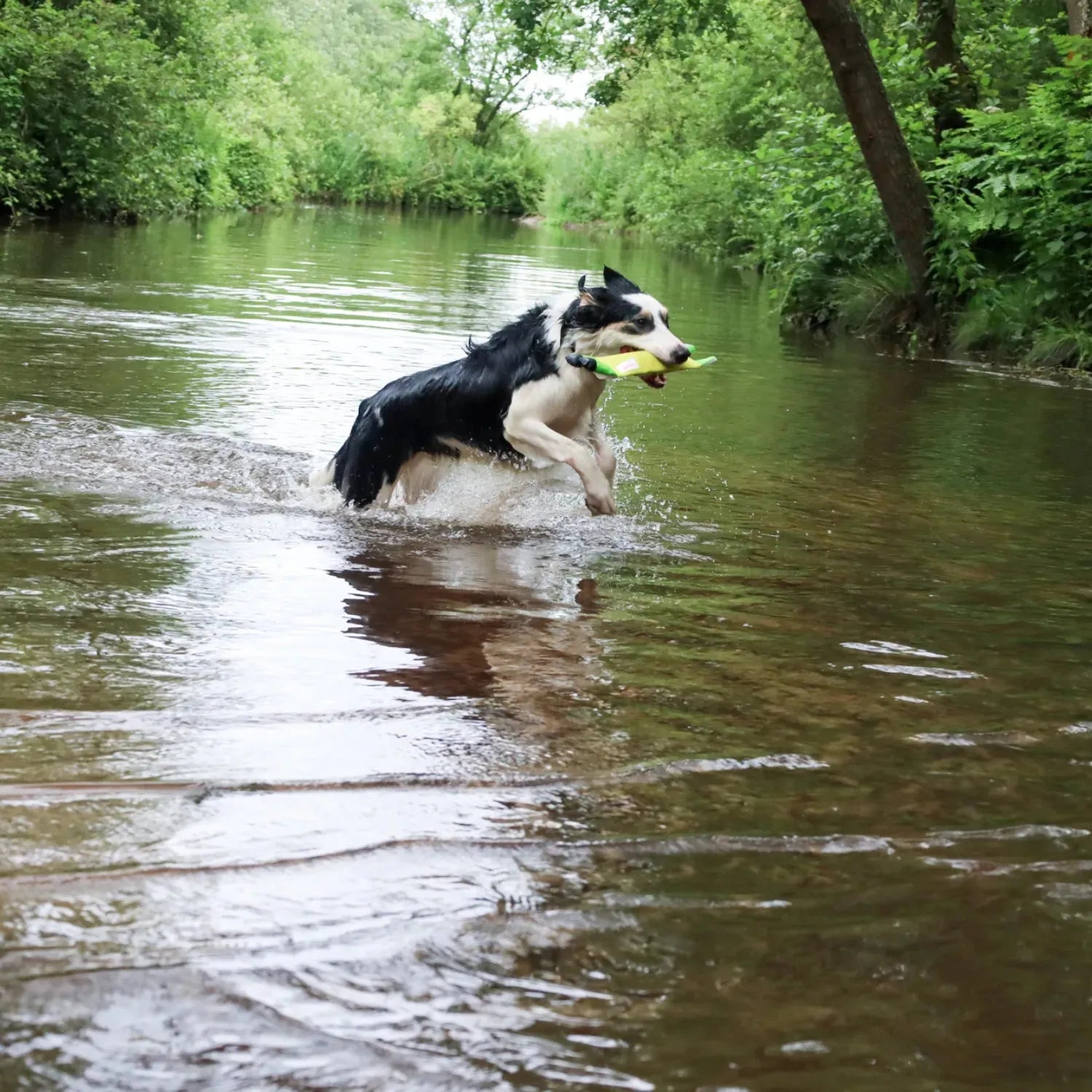 Hozies - blijft drijven, drijvend hondenspeeltje, hondenspeelgoed voor in het water, hozies, leuk zomer speelgoed voor je hond, nieuw, ook geschikt voor honden die speelgoed slopen, sterk, Sterk speelgoed voor je hond, Stevig honden speelgoed - By Marley