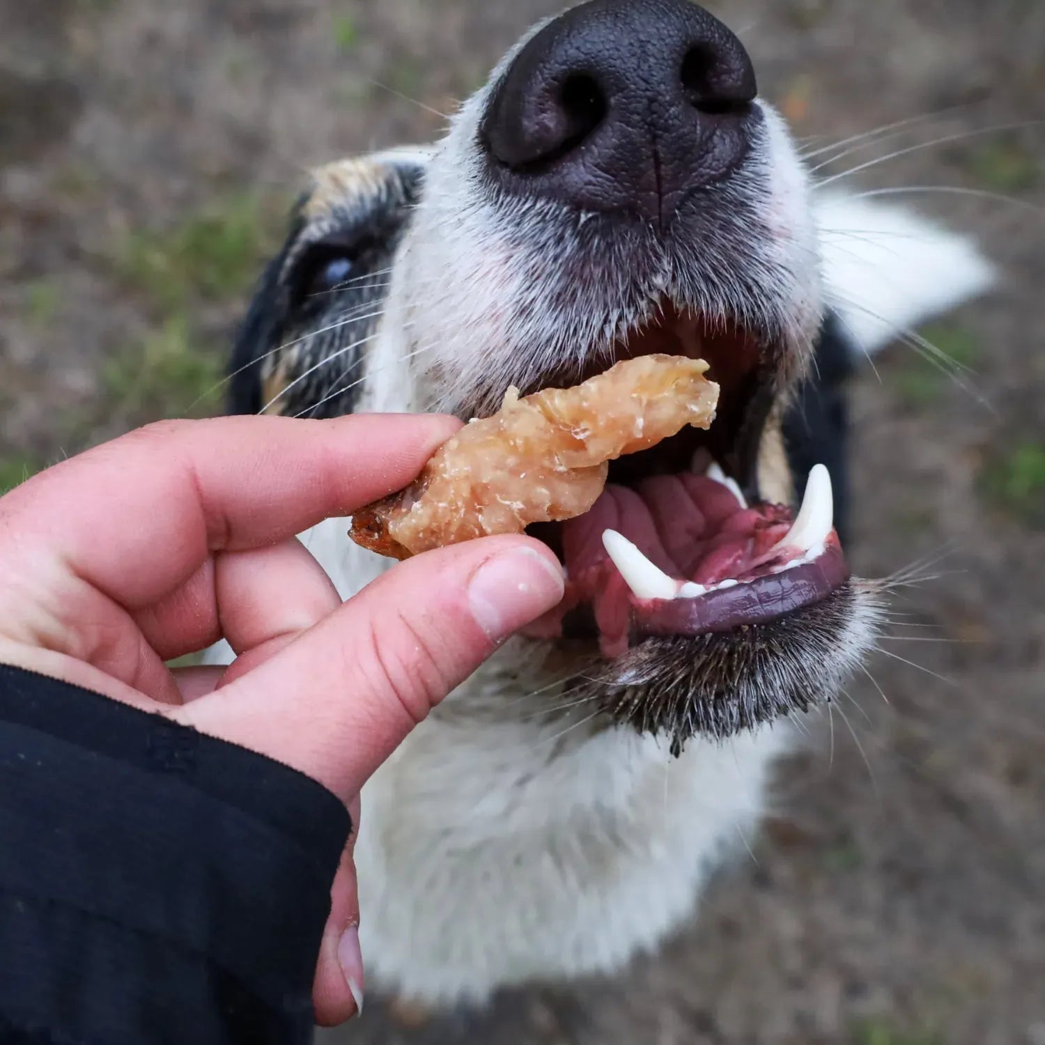 Kipvisjes - Beloning snack voor je hond, Hondensnack met kip, Hondensnacks, kauwsnack voor honden met kip, Lekkere hondensnack met kip, vis snack voor honden - By Marley