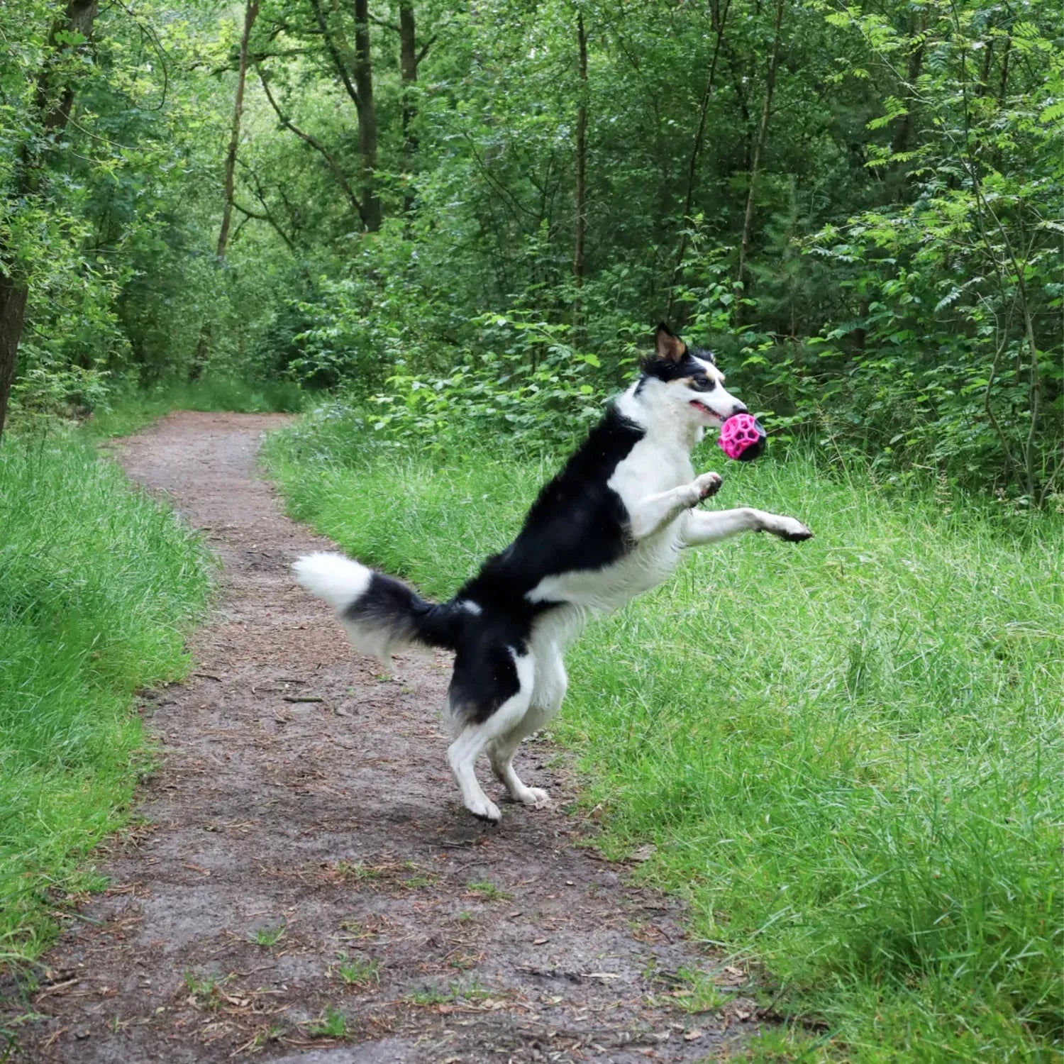 Kubus - Dog Comets - Enrichment speelgoed, hersenwerk, hersenwerk voor honden, hondenspeelgoed met pieper, Interactief hondenspeelgoed, Snuffel speelgoed voor je hond, snuffelen, speelgoed, sterk, Sterk interactief speelgoed voor je hond, Sterk speelgoed voor je hond, Stevig honden speelgoed, Stevig hondenspeelgoed - By Marley