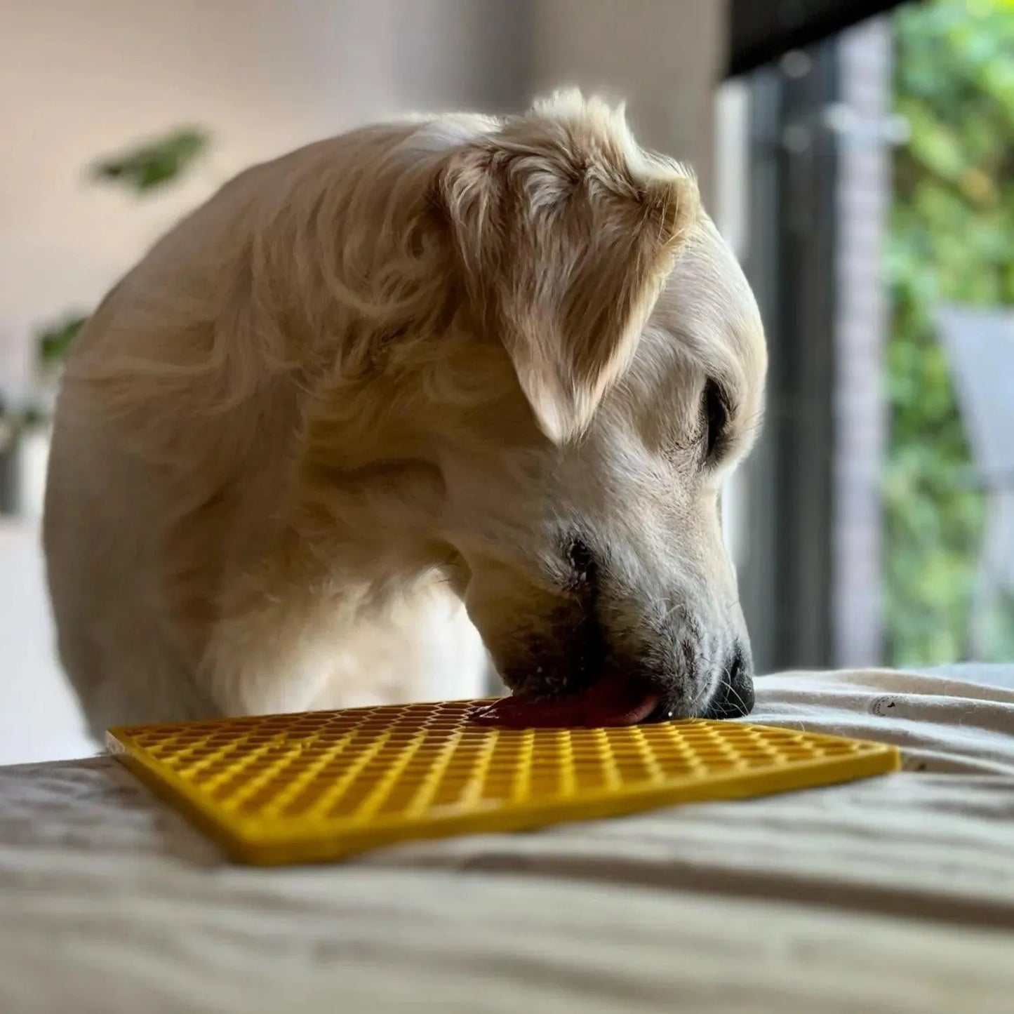 Likmat Honeycomb - Sodapup - dogenrichment, Enrichment voor beginners, Enrichment voor honden, Hoe kan ik mijn hond rustig houden?, Je hond langzamer laten eten, likmat, Mentale stimulatie voor je hond, Sodapup, Verrijking voor honden - By Marley