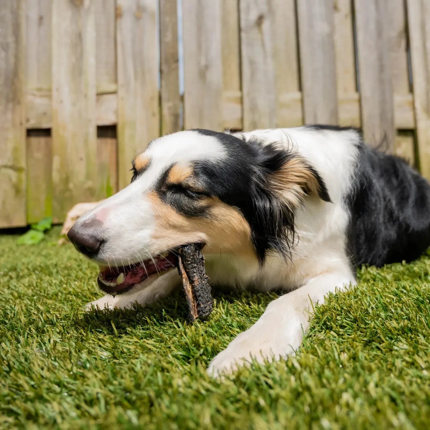 Pensstaafjes - Hondensnacks, lekker tussendoortje voor de hond, Lekkere snack tussendoor voor je hond, natuurlijk, Natuurlijke hondensnack, puppy - By Marley