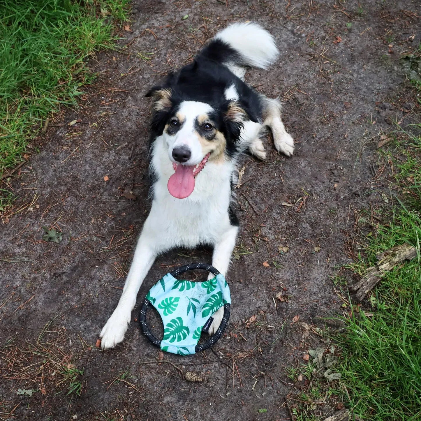 Rope Gilderz Monstera - Zippy Paws - honden speelgoed ook geschikt voor water spelletjes, speelgoed dat blijft drijven voor je hond, Stevig honden speelgoed, Stevig hondenspeelgoed - By Marley