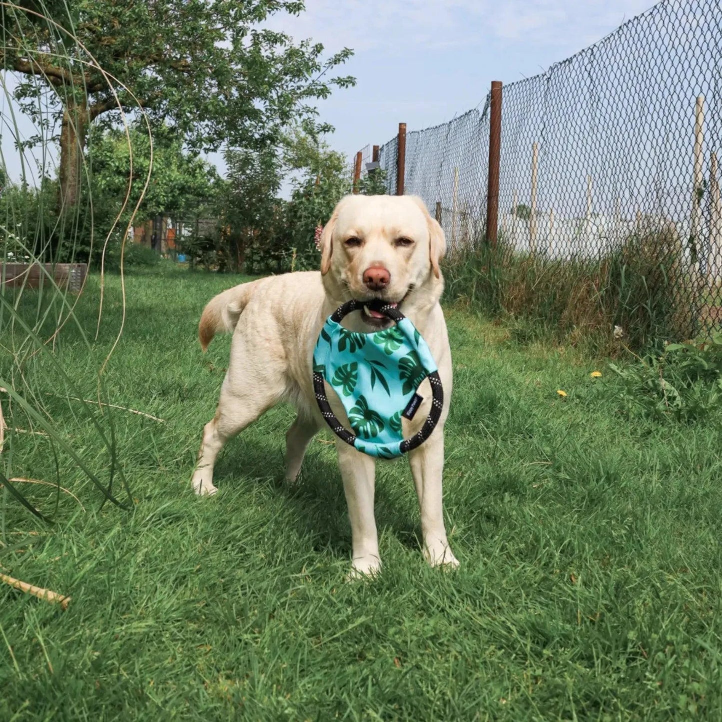 Rope Gilderz Monstera - Zippy Paws - honden speelgoed ook geschikt voor water spelletjes, speelgoed dat blijft drijven voor je hond, Stevig honden speelgoed, Stevig hondenspeelgoed - By Marley