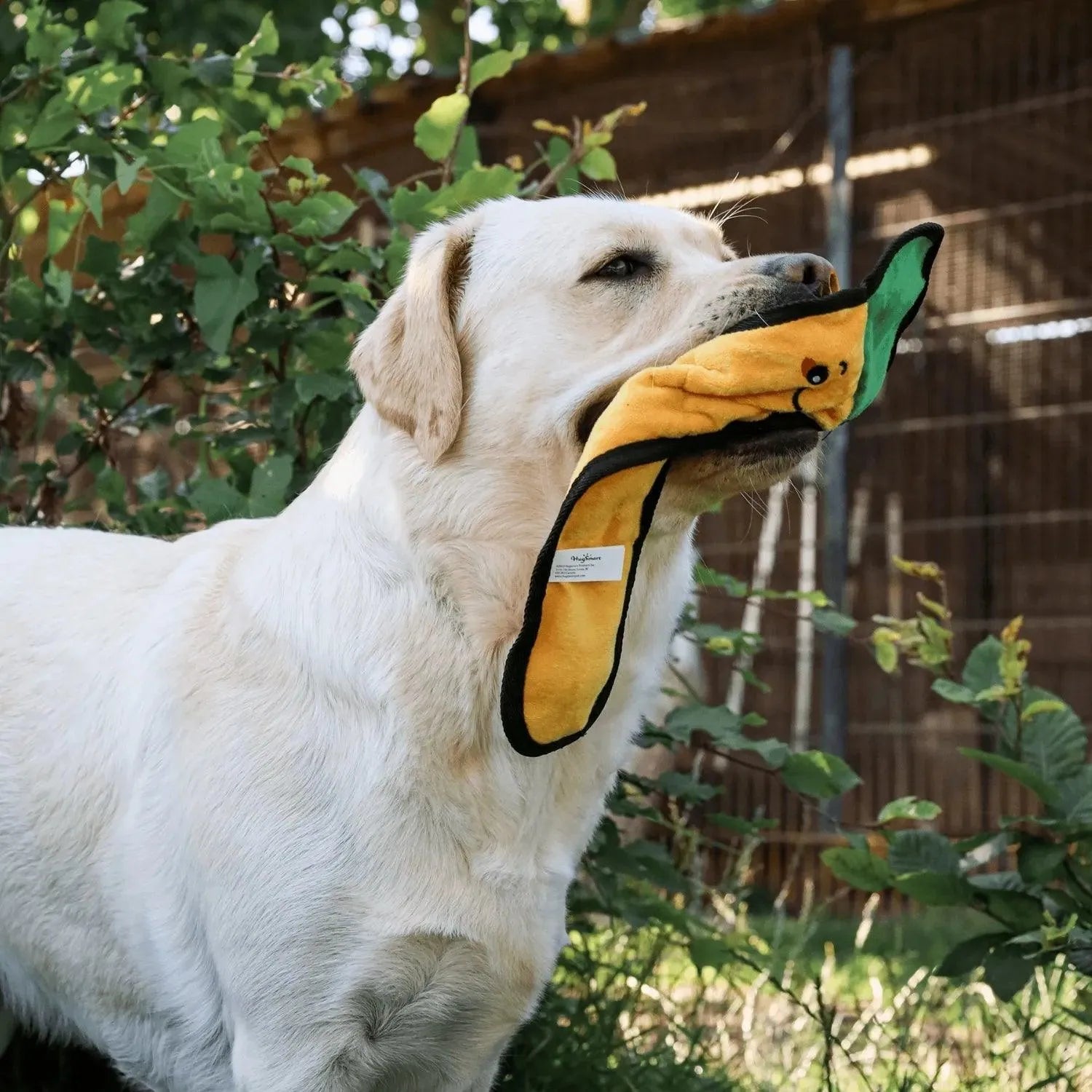 Squeakin’ Vegetables – Carrot - Hugsmart - Honden speelgoed met pieper, hugsmart, sale, schattig hondenspeelgoed, speelgoed, Speelgoed dat piept en kraakt voor de hond, stevig hondenspeelgoed - By Marley