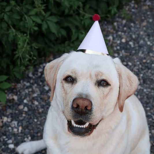 Verrassingspakket - cadeautje voor hondenliefhebbers, Hondencadeau, Hondenkado, Kado voor de hond, Verrassingpakket, Verrassingpakket voor je hond, Verrijking voor honden, verwennerij voor je hond - By Marley