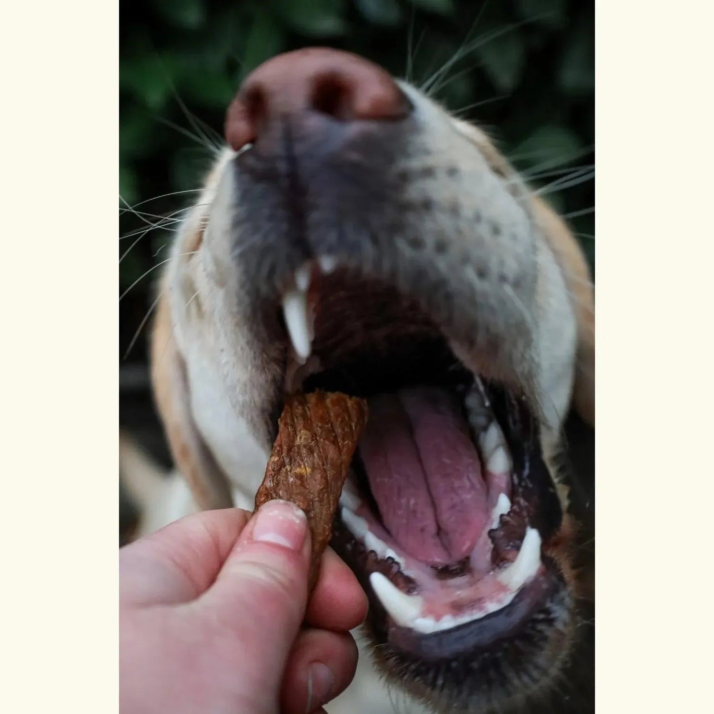 Vleesstrips lam - Beloning snack voor je hond, Beloning voor puppy's, by marley, Geschikt voor oudere honden, Hondensnacks, hypoallergeen, Lekkere hondensnack voor tussendoor, Makkelijk te breken beloning voor je hond, natuurlijk, natuurlijke beloning snack voor je hond, Natuurlijke hondensnack, Natuurlijke kauwsnack voor een puppy, snacks voor je pup - By Marley