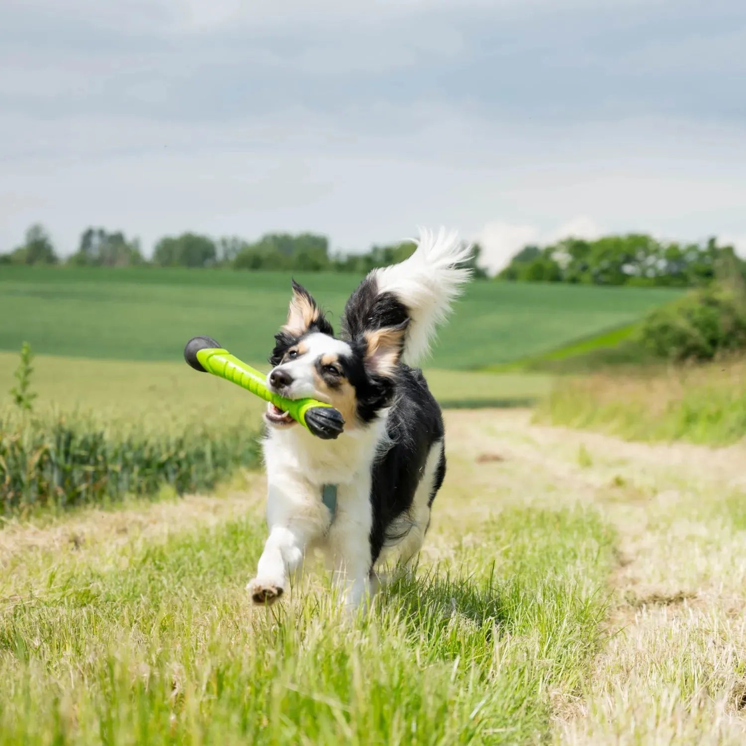 Werpstick - Dog Comets - blijft drijven, drijvend hondenspeeltje, dummy speelgoed voor hond, hondenspeelgoed voor in het water, hozies, leuk zomer speelgoed voor je hond, ook geschikt voor honden die speelgoed slopen, sterk, Sterk speelgoed voor je hond, Stevig honden speelgoed - By Marley