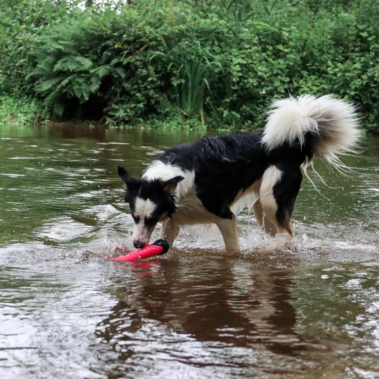 Werpstick - Dog Comets - blijft drijven, drijvend hondenspeeltje, dummy speelgoed voor hond, hondenspeelgoed voor in het water, hozies, leuk zomer speelgoed voor je hond, ook geschikt voor honden die speelgoed slopen, sterk, Sterk speelgoed voor je hond, Stevig honden speelgoed - By Marley