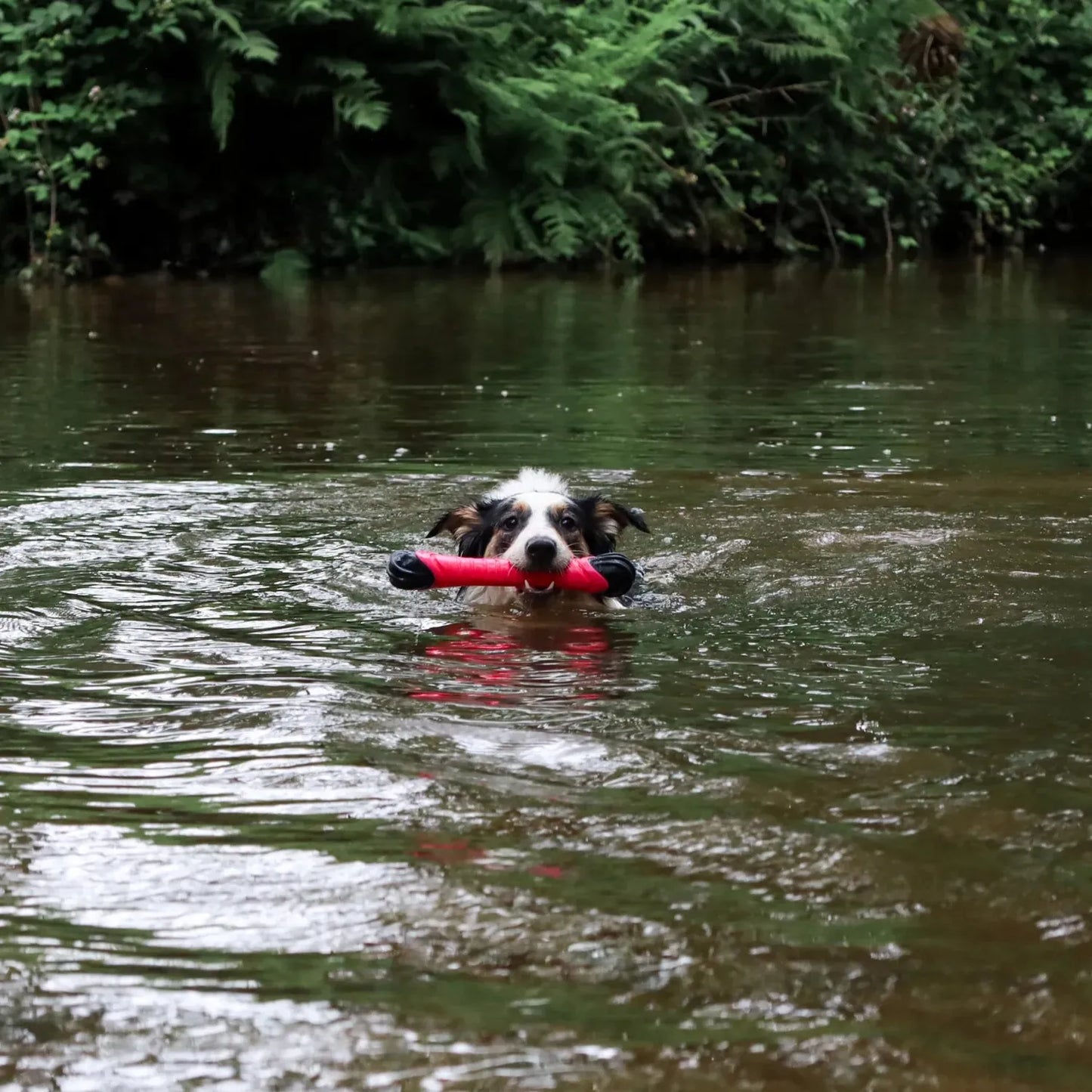 Werpstick - Dog Comets - blijft drijven, drijvend hondenspeeltje, dummy speelgoed voor hond, hondenspeelgoed voor in het water, hozies, leuk zomer speelgoed voor je hond, ook geschikt voor honden die speelgoed slopen, sterk, Sterk speelgoed voor je hond, Stevig honden speelgoed - By Marley